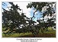 IMG_7007_RD