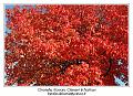 IMG_7034_RD