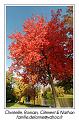 IMG_7035_RD