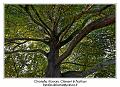 IMG_7056_RD