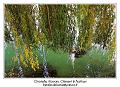 IMG_7075_RD