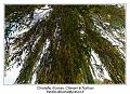 IMG_7084_RD
