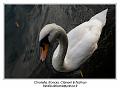 IMG_7088_RD