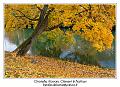 IMG_7117_RD