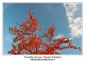 IMG_7119_RD