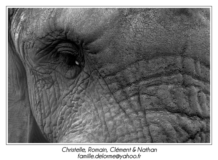 IMG_7175_RD.jpg - Seule photo de Thoiry
