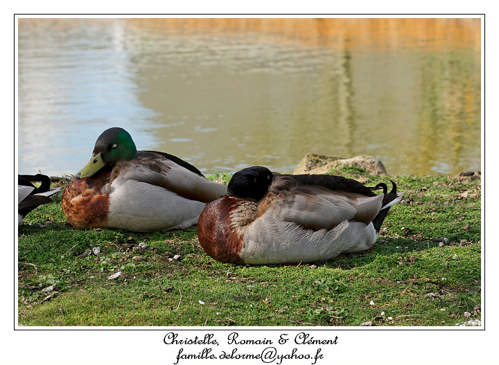 IMG_5595_RD.jpg