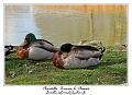 IMG_5595_RD