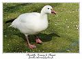 IMG_5596_RD