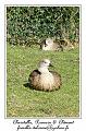 IMG_5623_RD