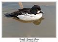 IMG_5660_RD