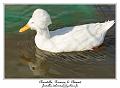 IMG_5667_RD