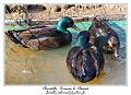 IMG_5672_RD