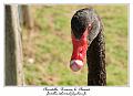 IMG_5682_RD