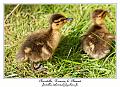 IMG_5707_RD