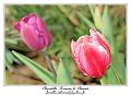 IMG_5818_RD