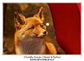 IMG_7378_RD