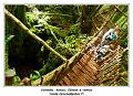 Puzzlewood_Dean_Forest