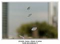 IMG_0261_RD
