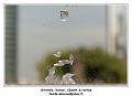 IMG_0266_RD