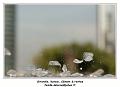 IMG_0267_RD