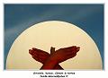 IMG_0299_RD