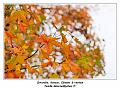 IMG_1196_RD