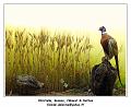 DSC02468_RD