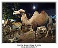 DSC02498_RD