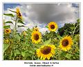 DSC03938_RD