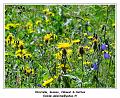 DSC03485_RD