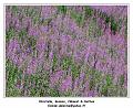 DSC03789_RD