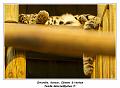 IMG_2783_RD