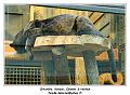 IMG_2784_RD