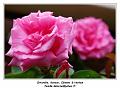 IMG_0869_RD