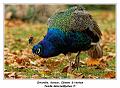 IMG_3563_RD
