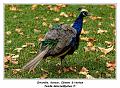 IMG_3568_RD
