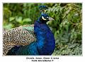 IMG_3575_RD
