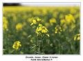 IMG_0603_RD