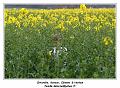 IMG_0611_RD