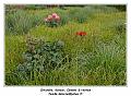 IMG_1244_RD