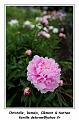 IMG_1246_RD