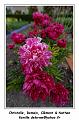 IMG_1247_RD