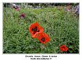 IMG_1249_RD