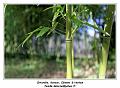 IMG_0068_RD