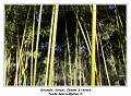 IMG_0081_RD