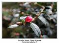 IMG_0125_RD
