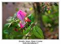 IMG_0149_RD