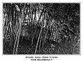 IMG_0154_RD