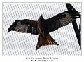 IMG_3482_RD